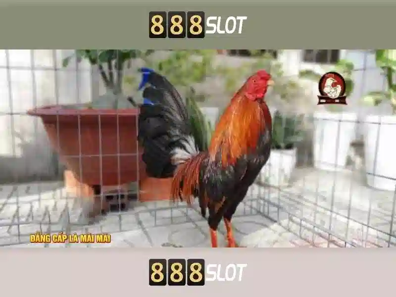 Tính năng nổi bật